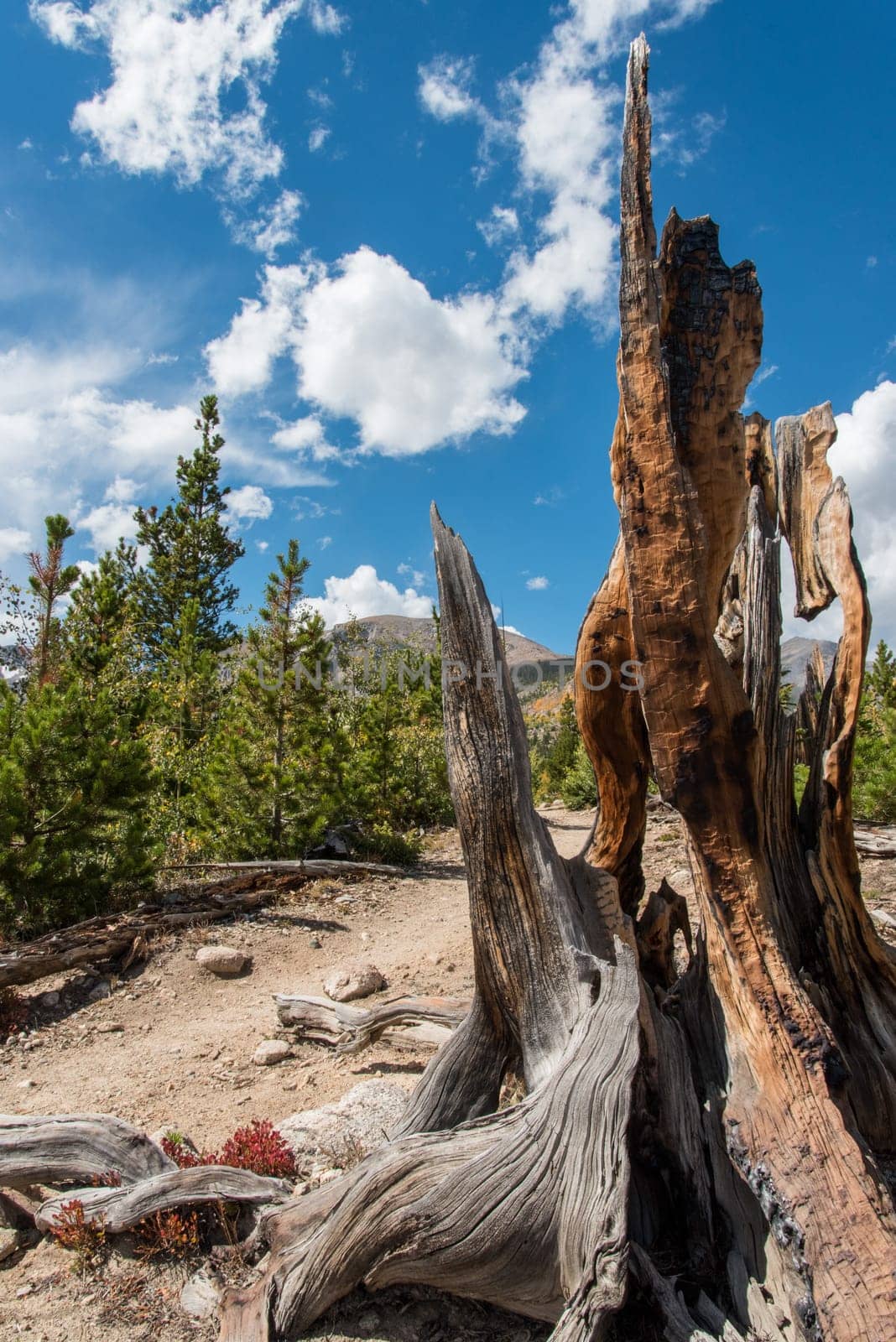 An old dead trunk with holes in the Rocky Mountain National Park, USA