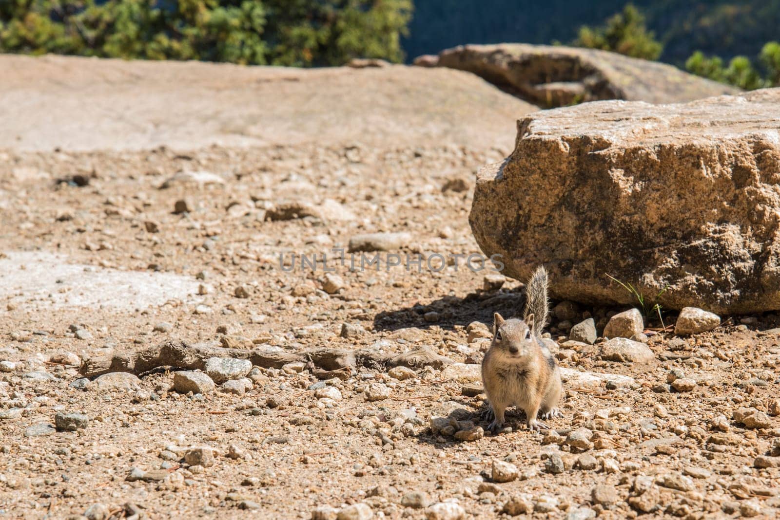 A little chipmunk posing nosy in the Rocky Mountains National Park, USA