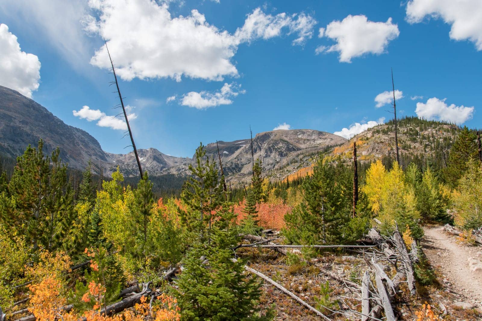 Beautiful autumn forest in Rocky Mountain National Park, USA