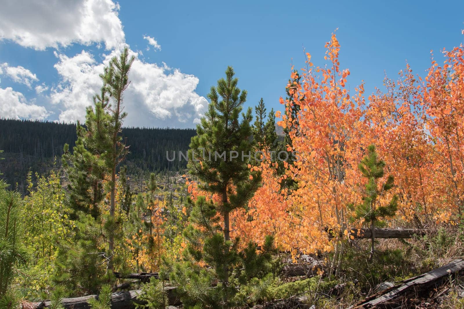 Colorful trees in autumn in the Rocky Mountain National Park, USA