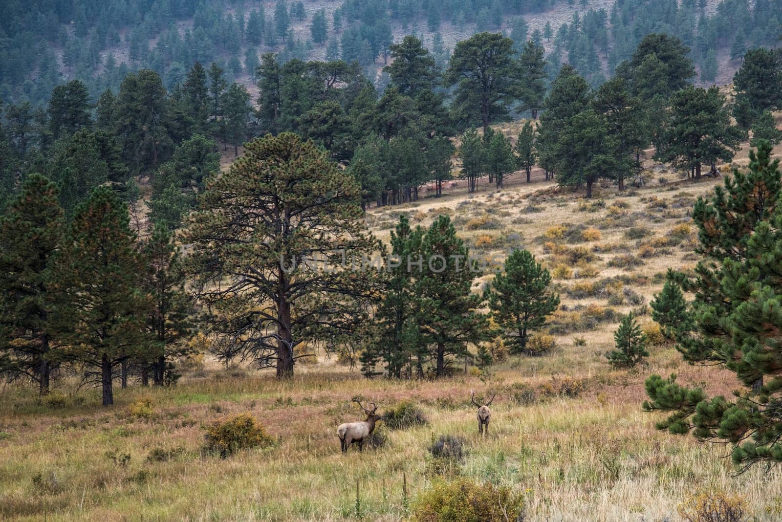 Two deers in the early evening grazing in the Rocky Mountains forest, USA