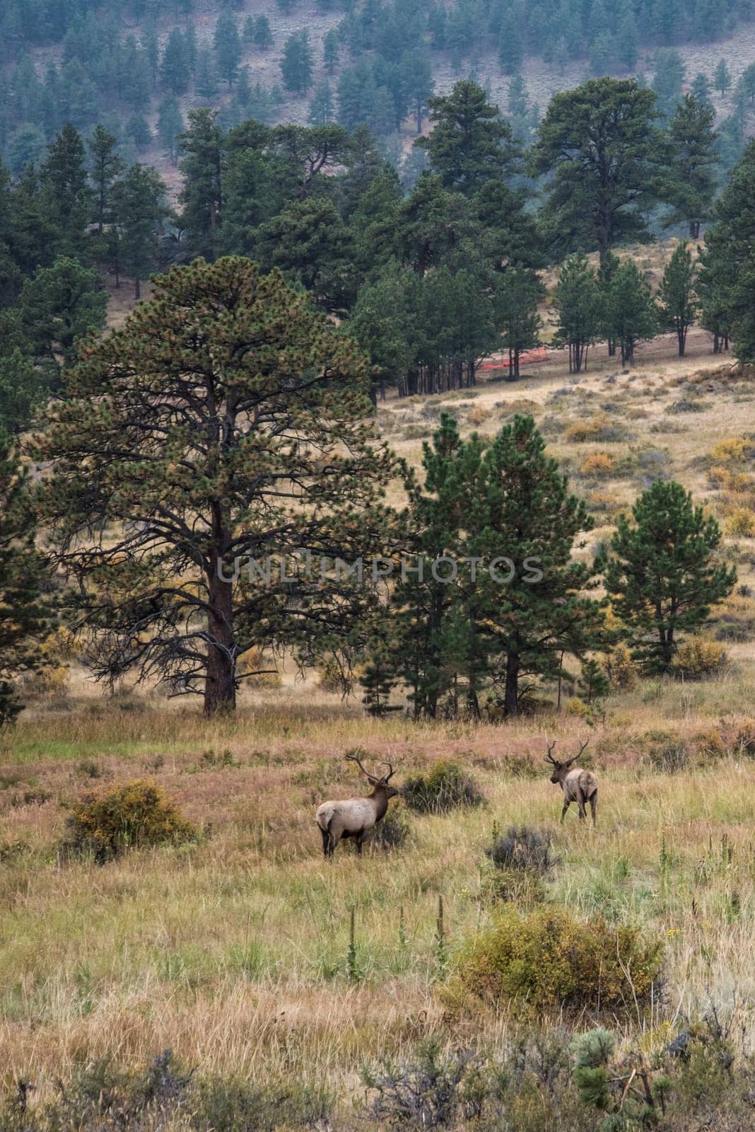 deers in the early evening grazing in the Rocky Mountains forest, USA