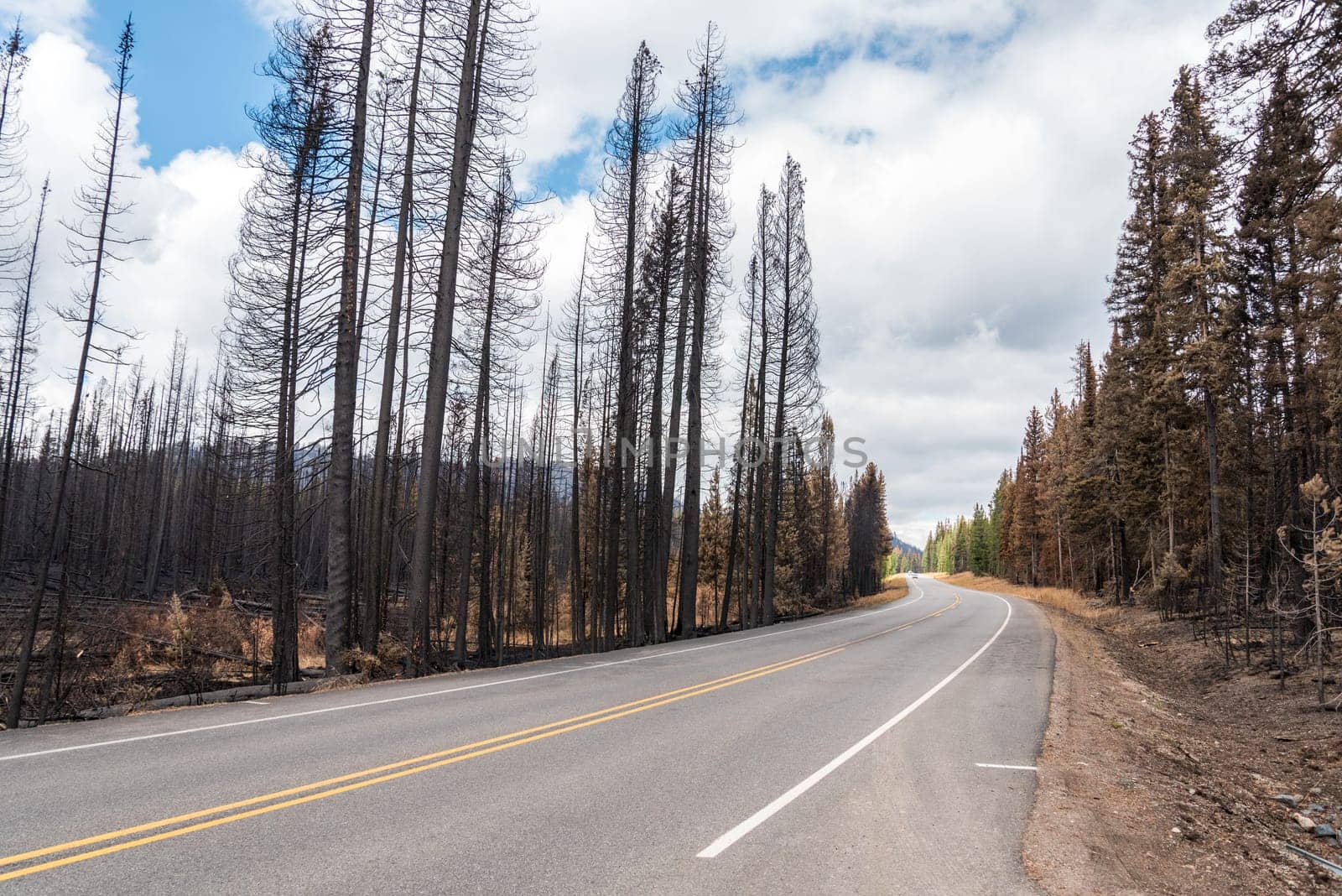 Highway leading through a burned forest in the Yellowstone National Park, USA