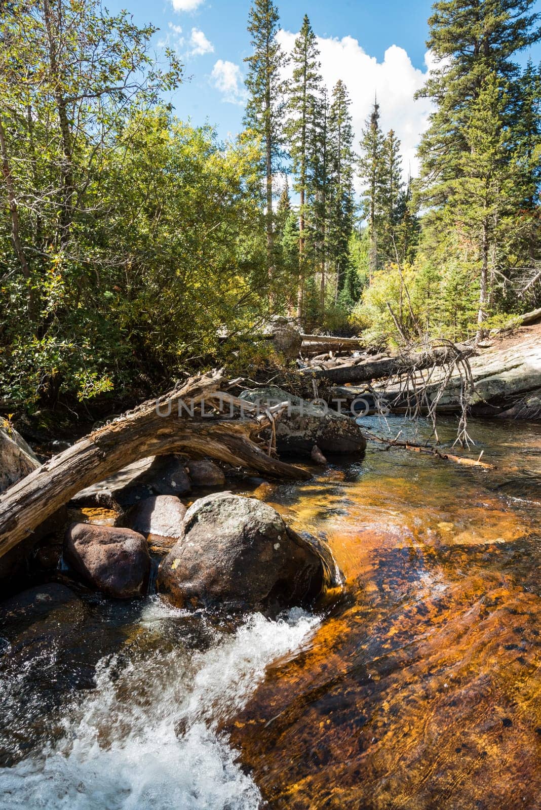 A river flowing through the woods of Rocky Mountain National Park, USA