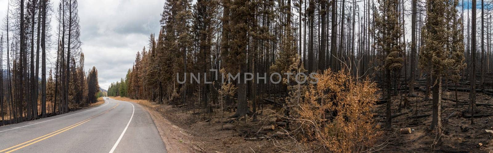 Highway leading through a burned forest in the Yellowstone National Park, USA