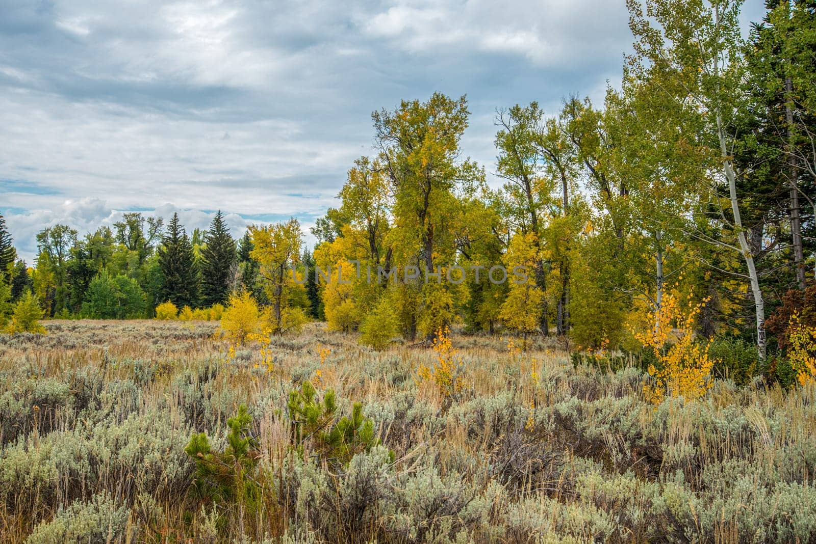 Bright green bushes and trees in Grand Teton National Park, USA