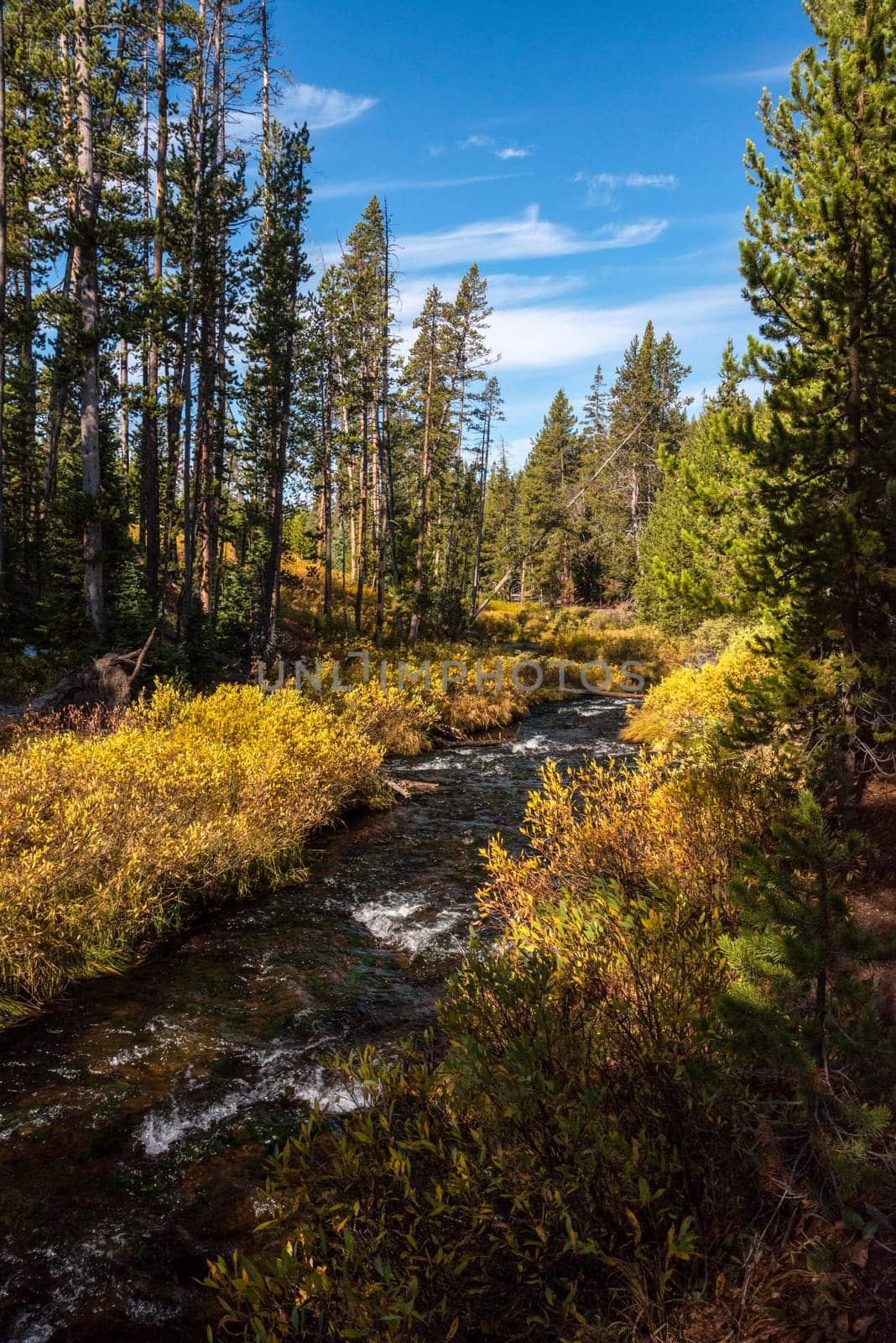 A small river flowing through the autumnal forest of the Yellowstone NP, USA