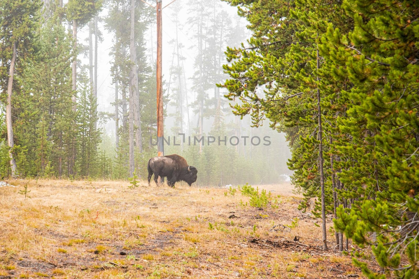 A buffalo staying lonely in the forest of Yellowstone National Park, USA