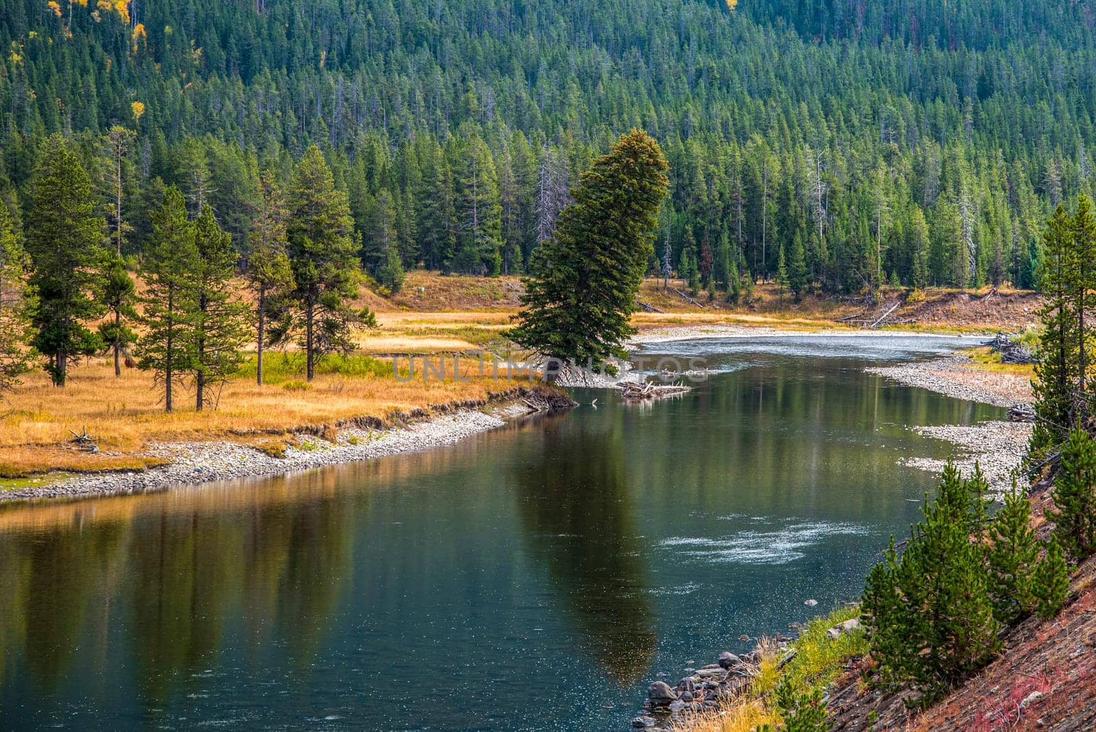 A big tree leaning towards the river crossing the Yellowstone National Park, USA