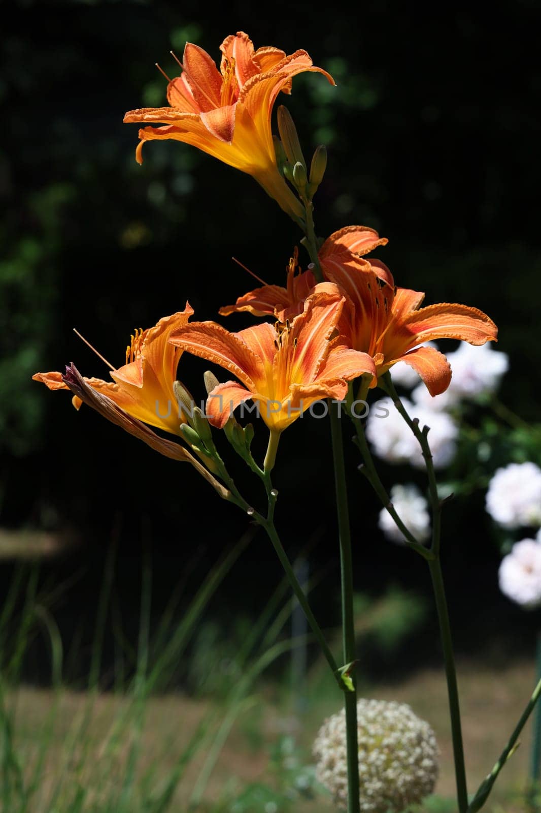 Orange lily in the summer garden. Close-up of lily flowers.