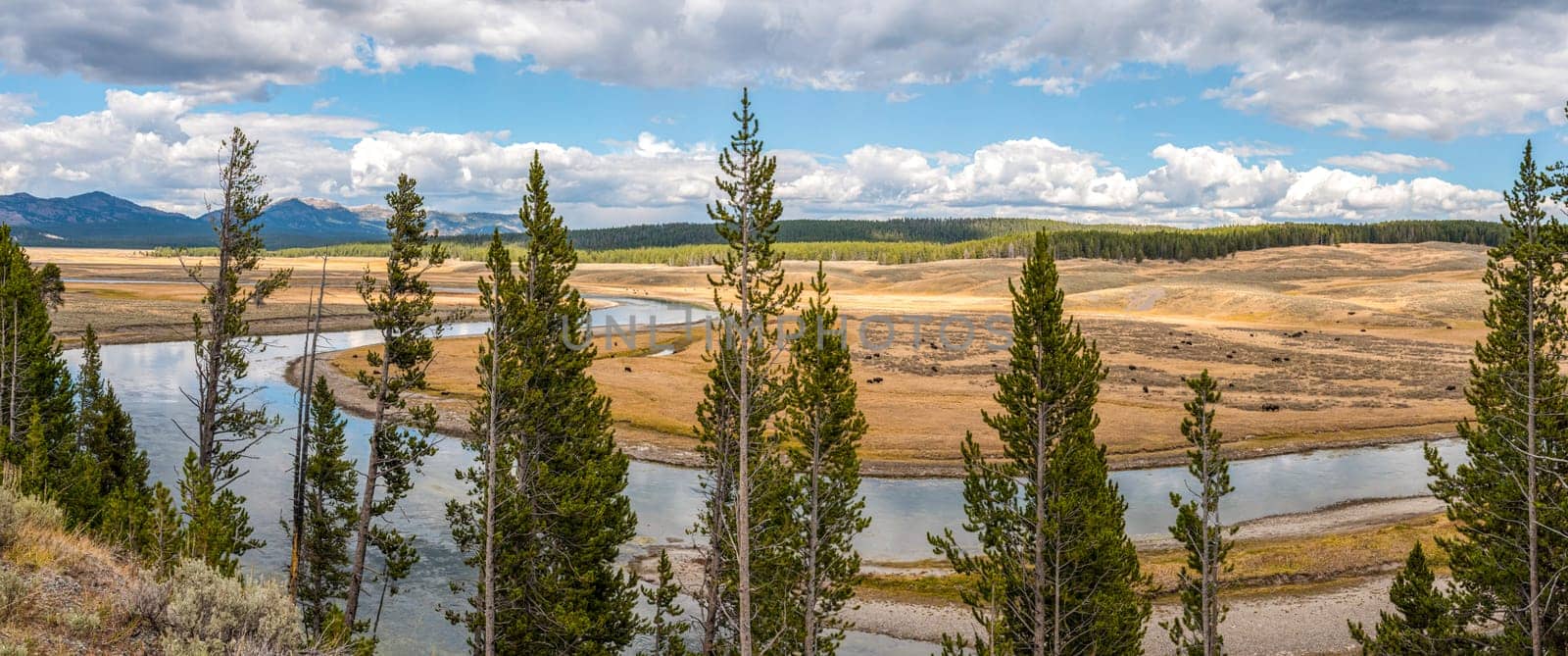 A buffalo herd grazing in the Hayden valley of Yellowstone NP, USA