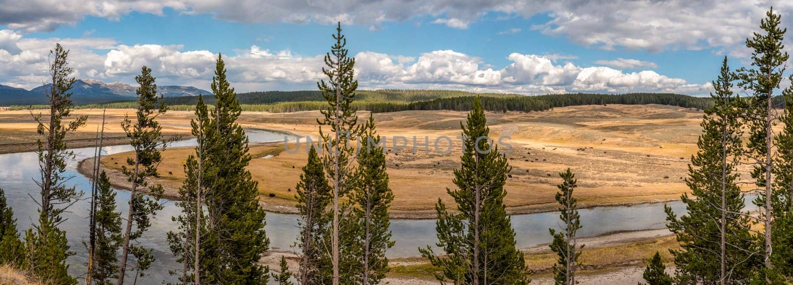 A buffalo herd grazing in the Hayden valley of Yellowstone NP, USA