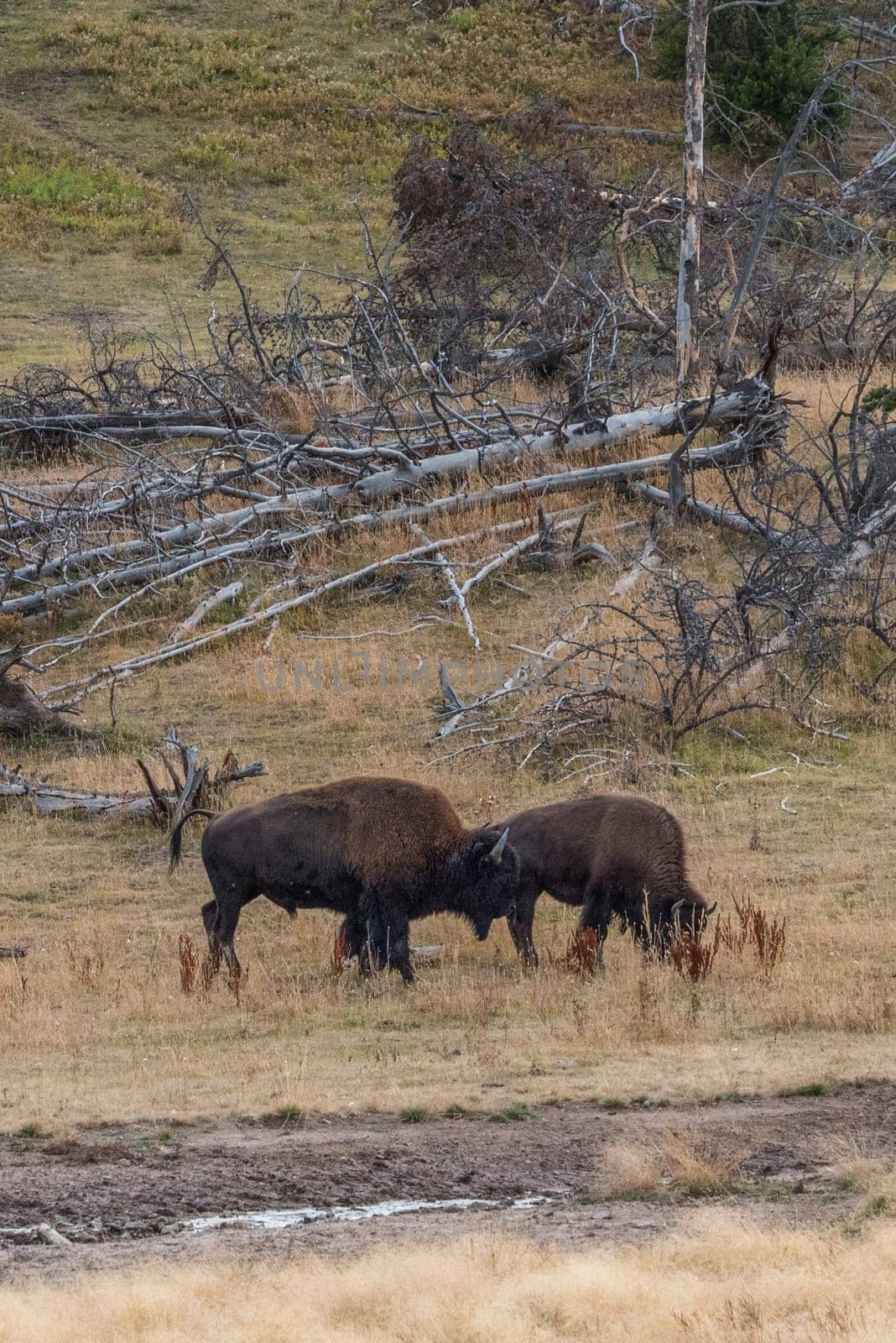 Two buffalos fighting in the Yellowstone National Park, USA