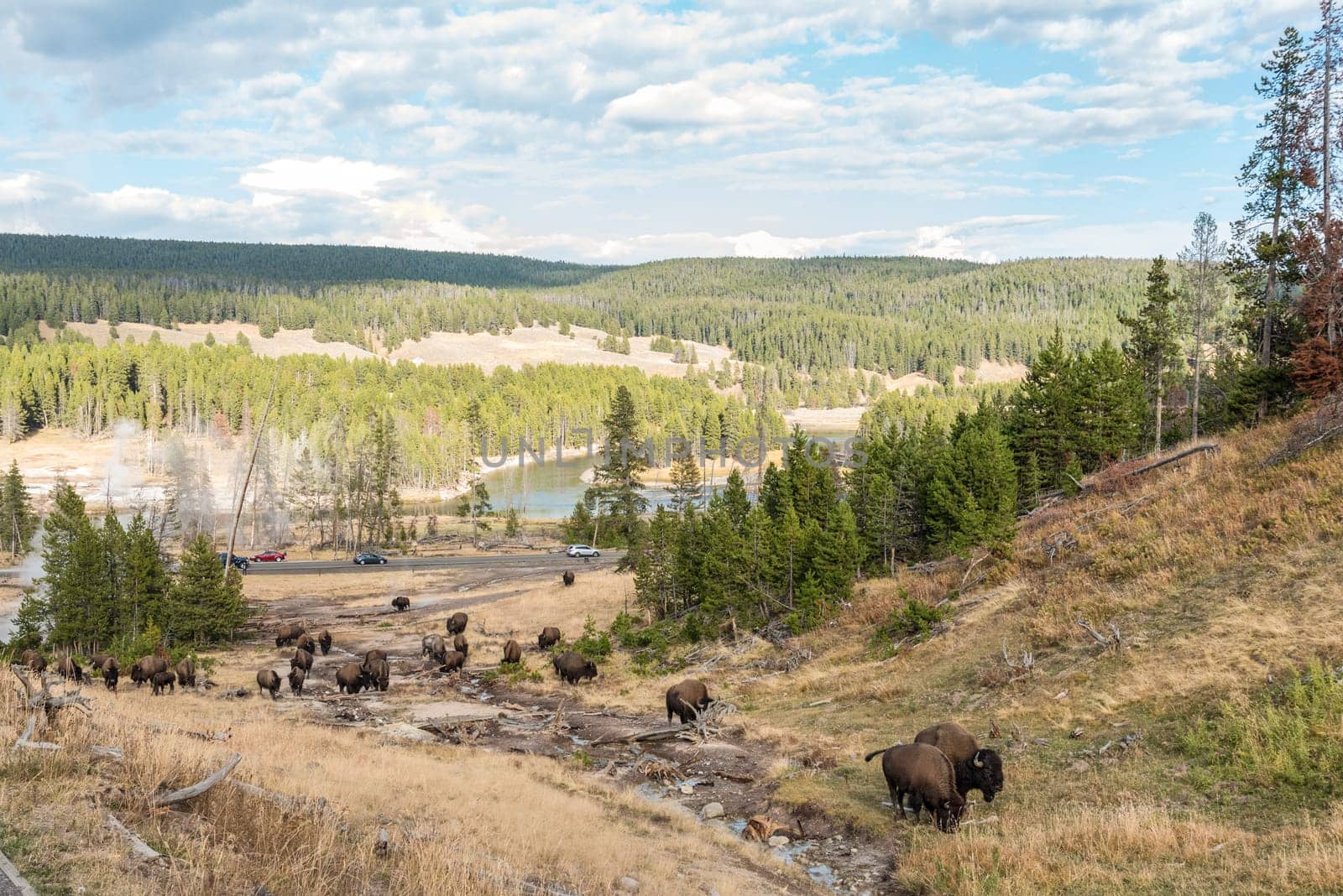 A buffalo herd grazing in the Yellowstone National Park, USA