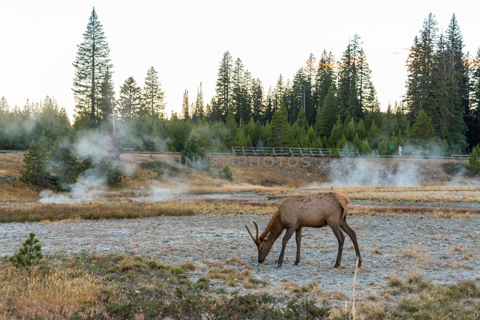 A lonely mule deer grazing in between a mud pot field in the Yellowstone NP, USA