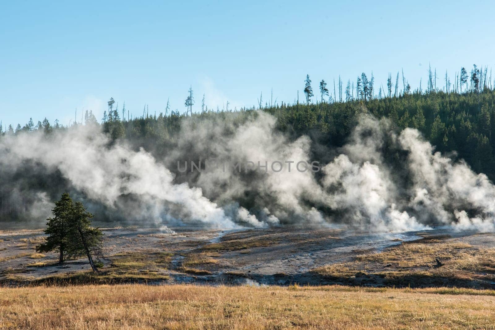 Steaming mud pots in the early morning in the Yellowstone National Park, USA