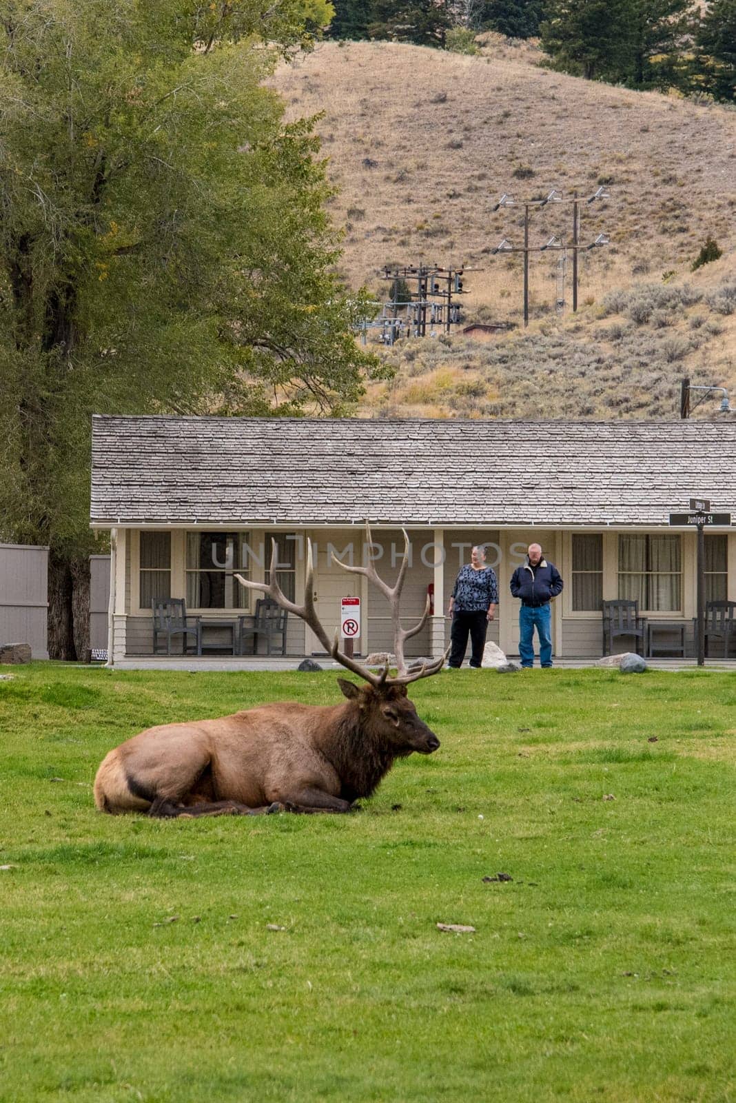 A deer herd resting in Mammoth Hot Springs of Yellowstone National Park, USA