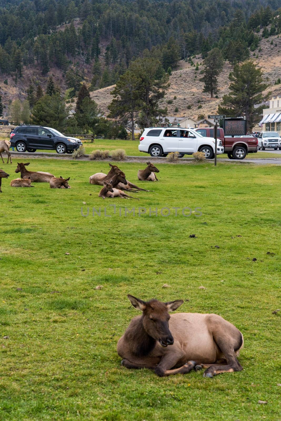 YELLOWSTONE NP, USA - AUGUST 29, 2022 - A deer herd resting in Mammoth Hot Springs of Yellowstone National Park, USA