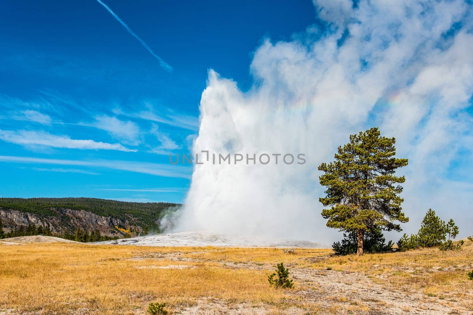 Famous Old Faithful geyser erupting, Yellowstone National Park, USA