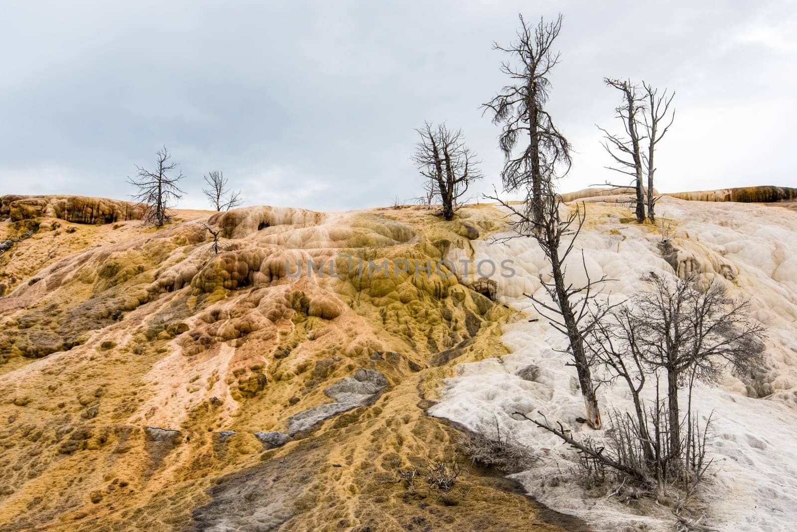 Scenic lifeless calcium terraces at Mammoth Hot Springs, Yellowstone National Park, USA