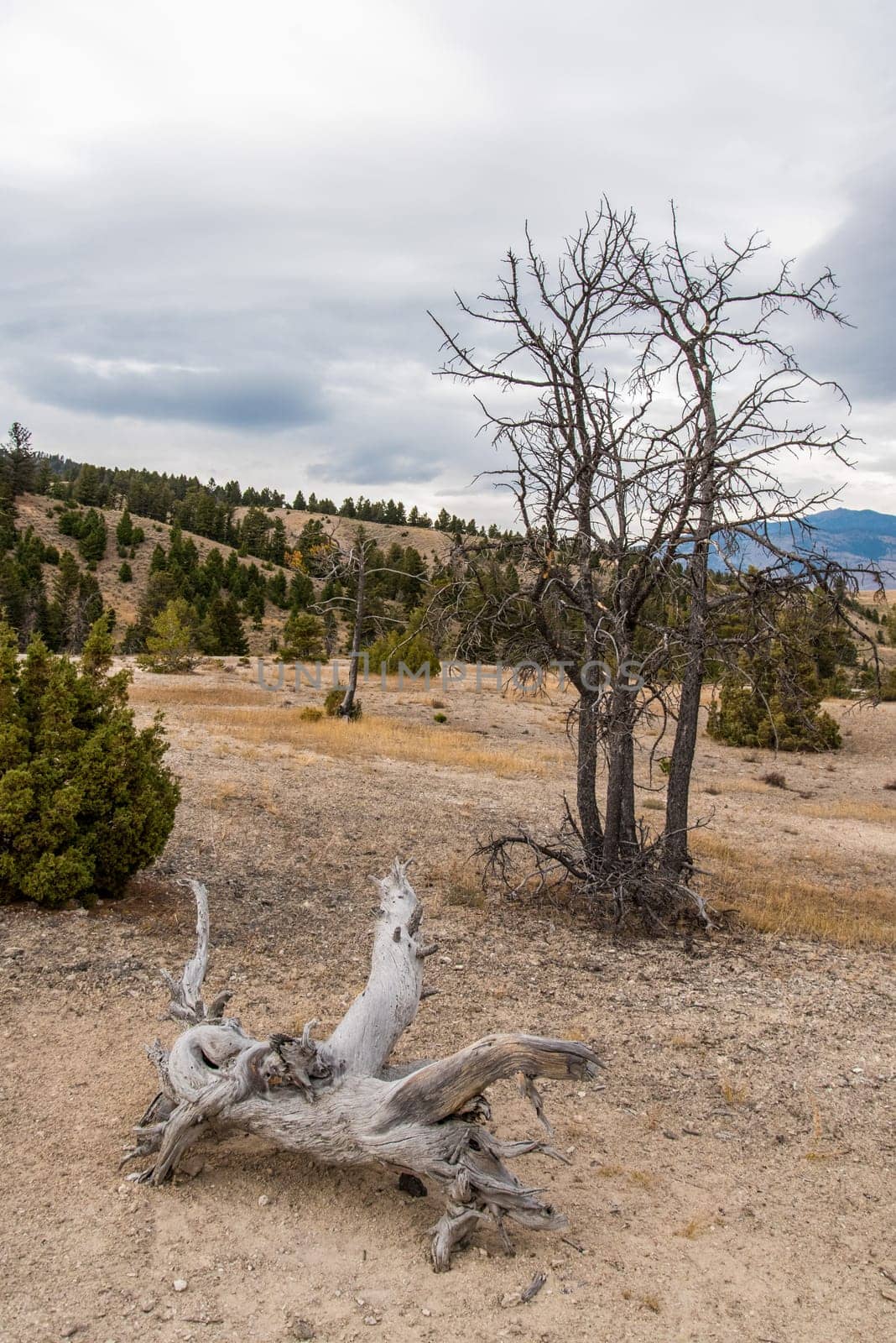 Prairie landscape at Mammoth Hot Springs, Yellowstone National Park, USA