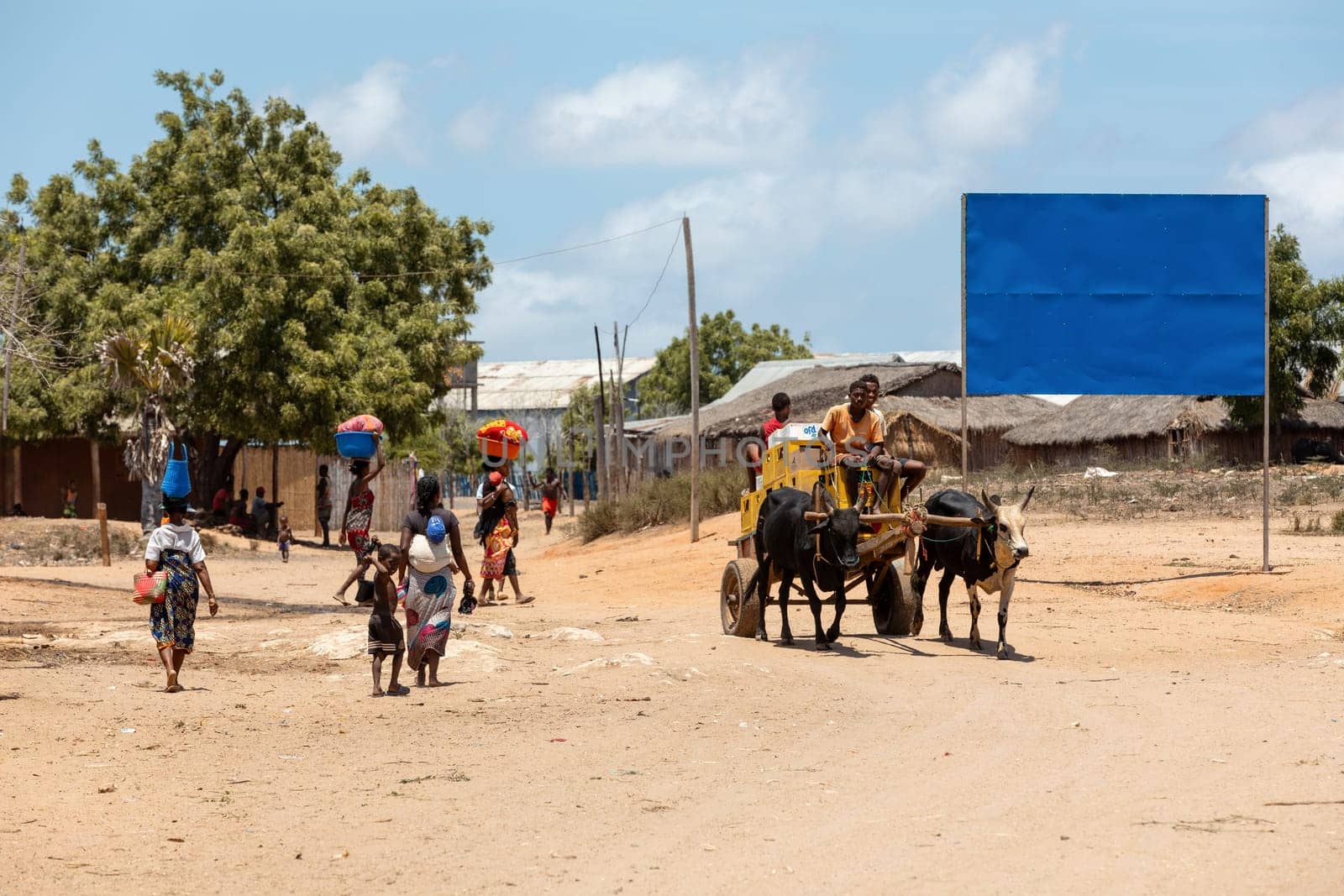 Belo Sur Tsiribihina, Madagascar - NOVEMBER 4 2022: A zebu cart carries Malagasy beer on a dusty road on a hot day. The zebu is widely used as a draft animal in Madagascar.