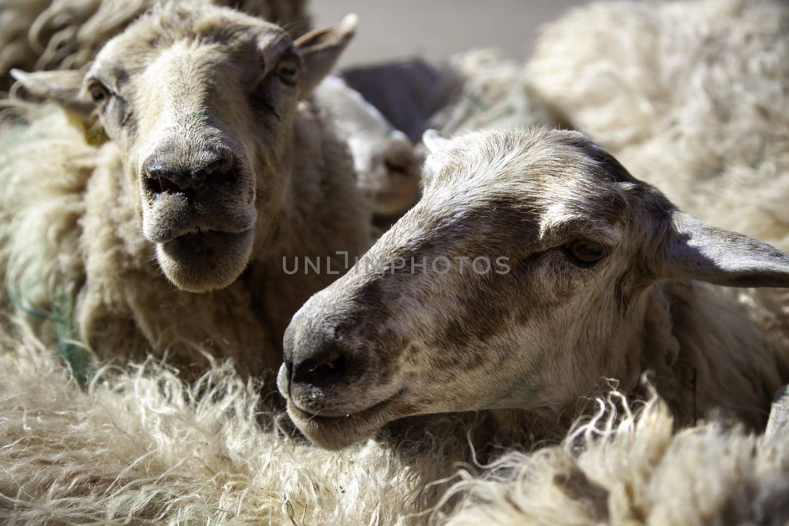 Detail of mammal animal in a meat production farm