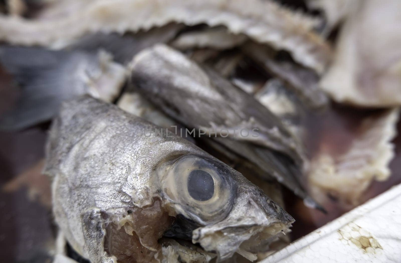 Detail of fish wasted and thrown in the trash, spoiled food