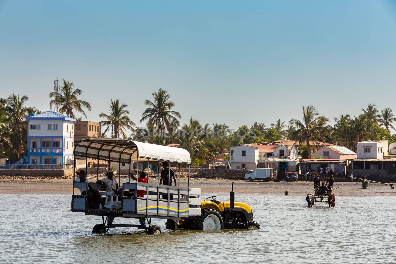 Toliara, Madagascar - November 24, 2022: Modern tractor takes tourists to the boat at low tide. In background as contrast is zebu used as a draft animal in Madagascar.