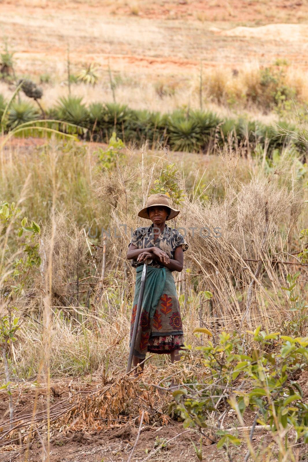Andringitra mountain, Madagascar - November 17, 2022: A woman farmer works in a field in the shadow of the Andringitra mountain range.