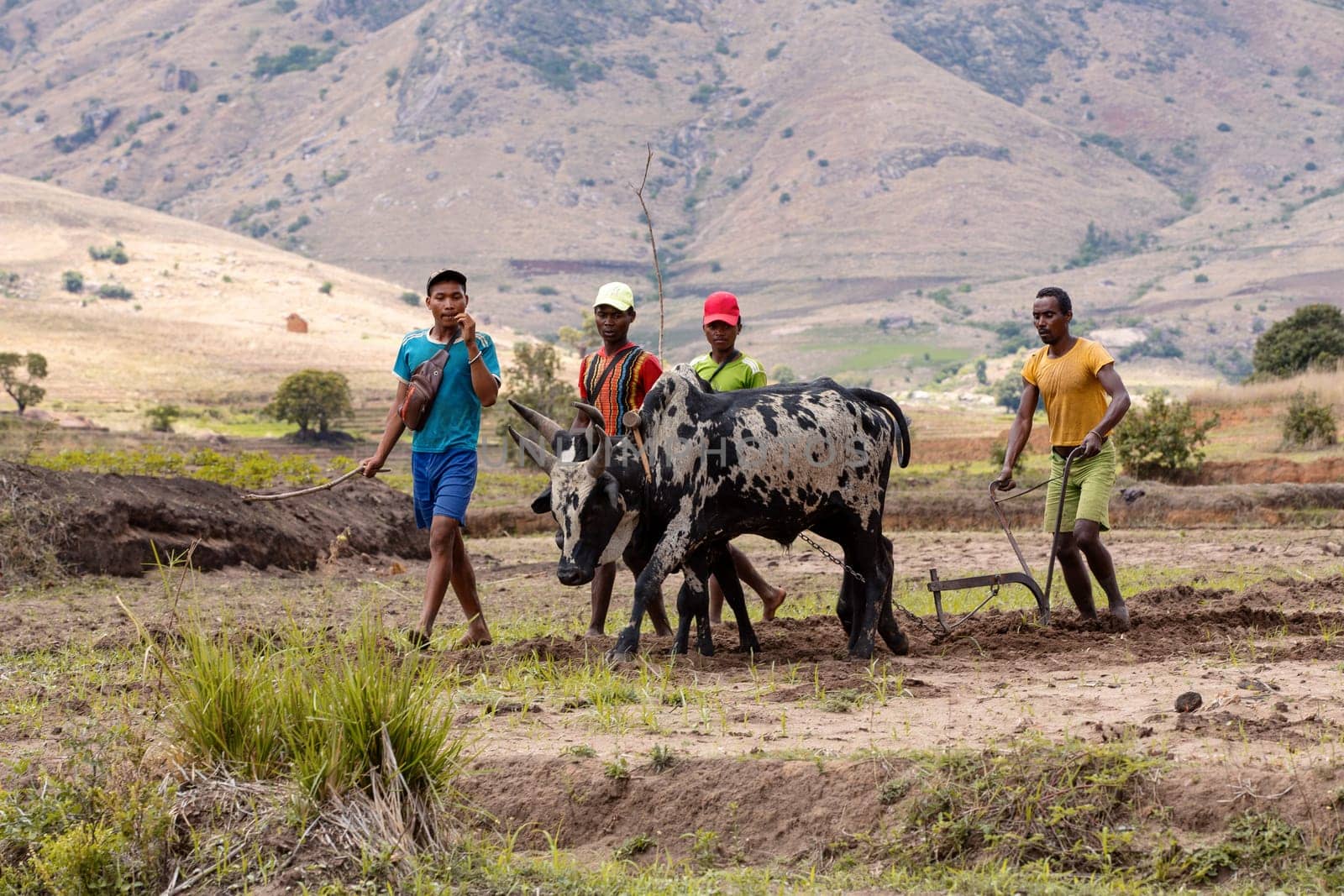 ANDRINGITRA MOUNTAIN, MADAGASCAR - NOVEMBER 17, 2022: A farmer cultivates a field with the help of zebu cattle, which have been used for agriculture in Madagascar for centuries.