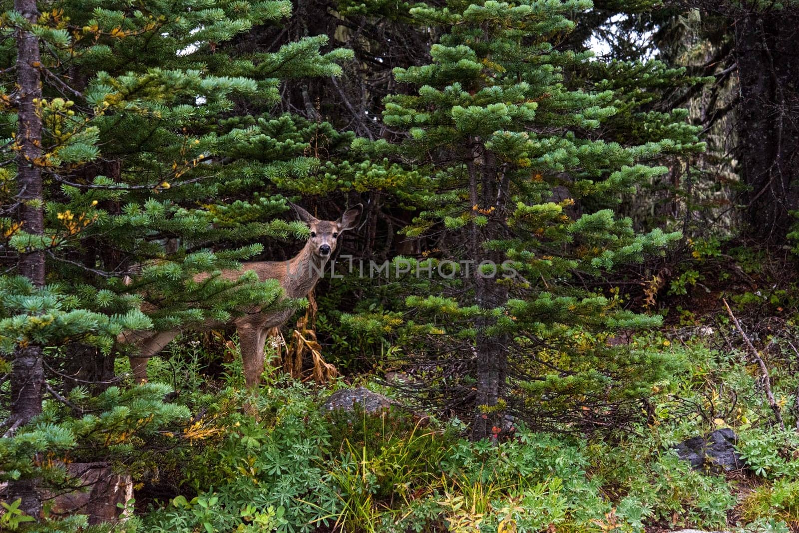 A deer looking nosy into the camera in the forest of Mt Rainier, USA