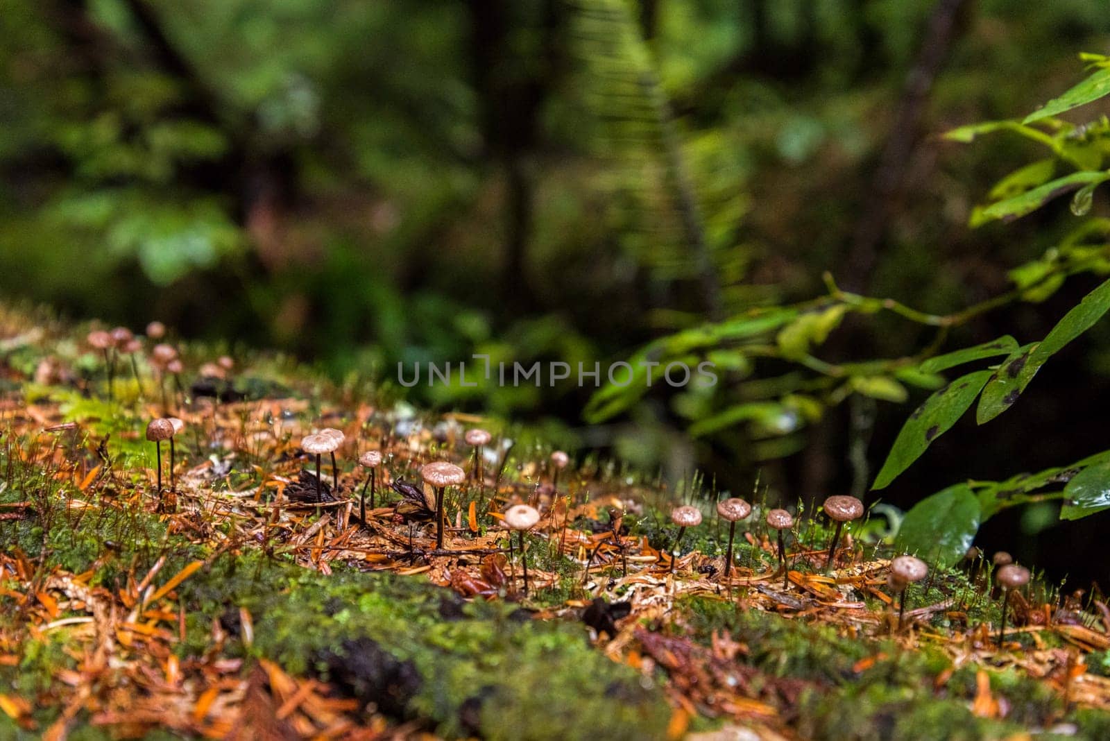 Rainforest at Mount Rainier National Park, USA