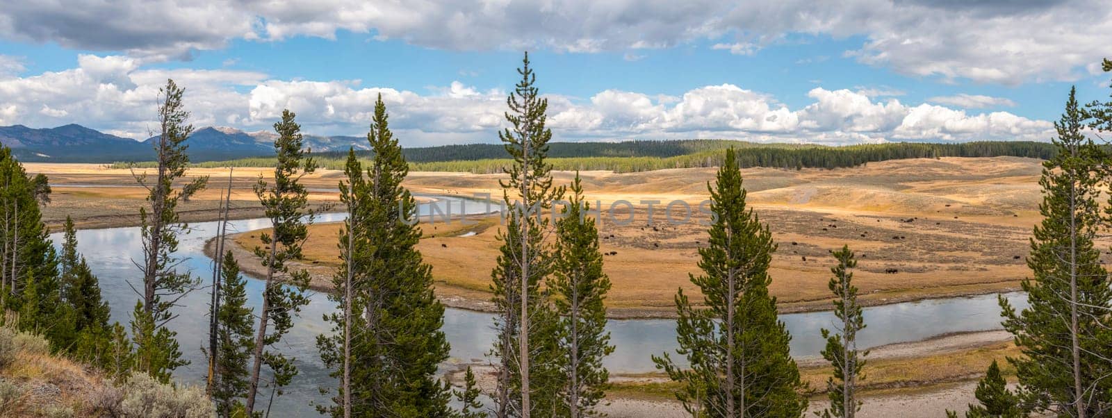 A buffalo herd grazing in the Hayden valley of Yellowstone NP, USA