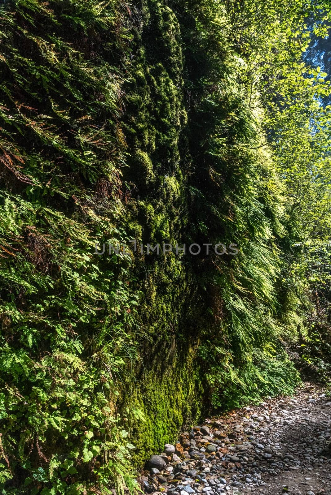 Beautiful Fern Canyon at the California west coast, Redwood National Park, USA