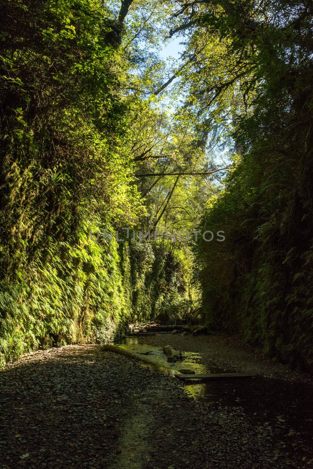 Beautiful Fern Canyon at the California west coast, Redwood National Park, USA