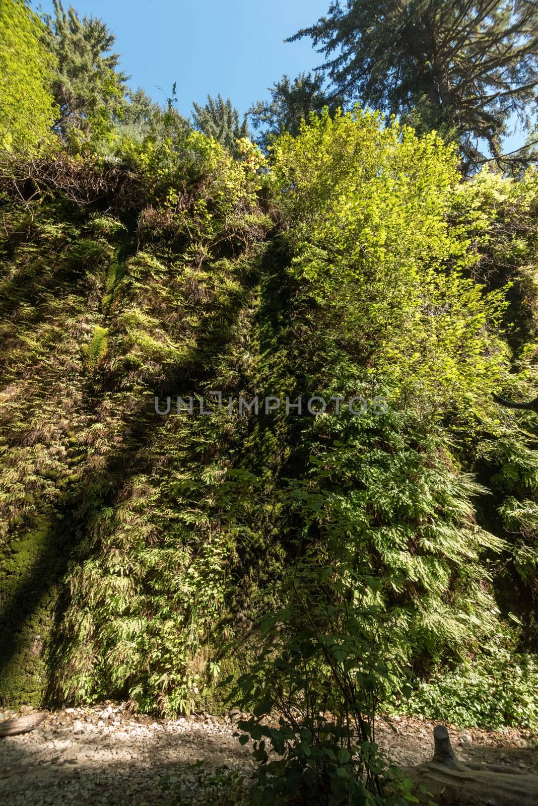 Beautiful Fern Canyon at the California west coast, Redwood National Park, USA