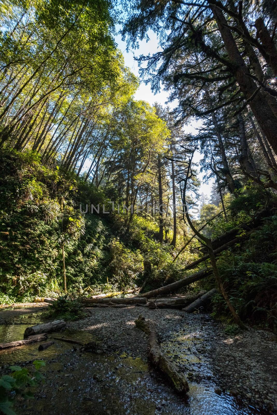 Beautiful Fern Canyon at the California west coast, Redwood National Park, USA