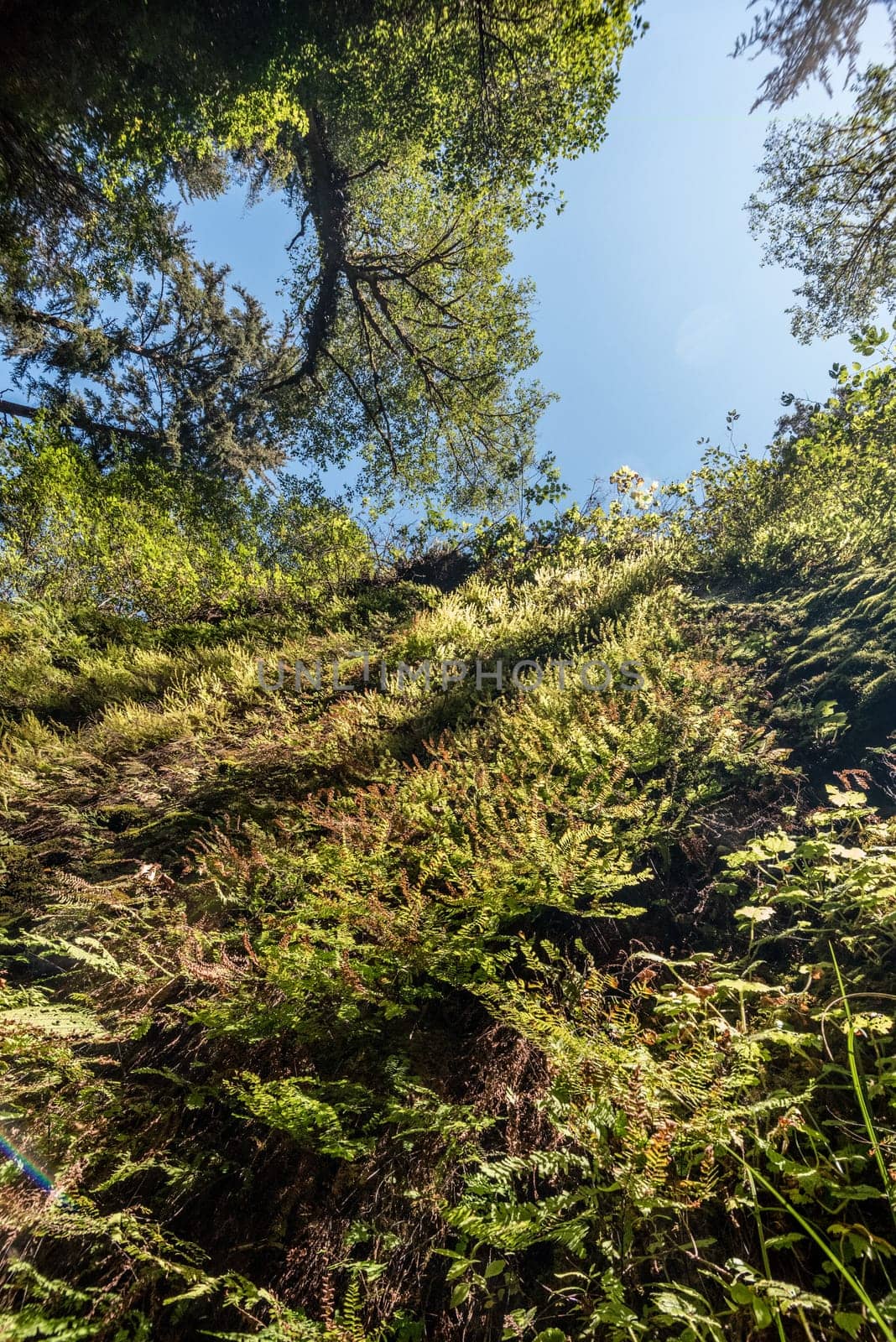 Beautiful Fern Canyon at the California west coast, Redwood National Park, USA