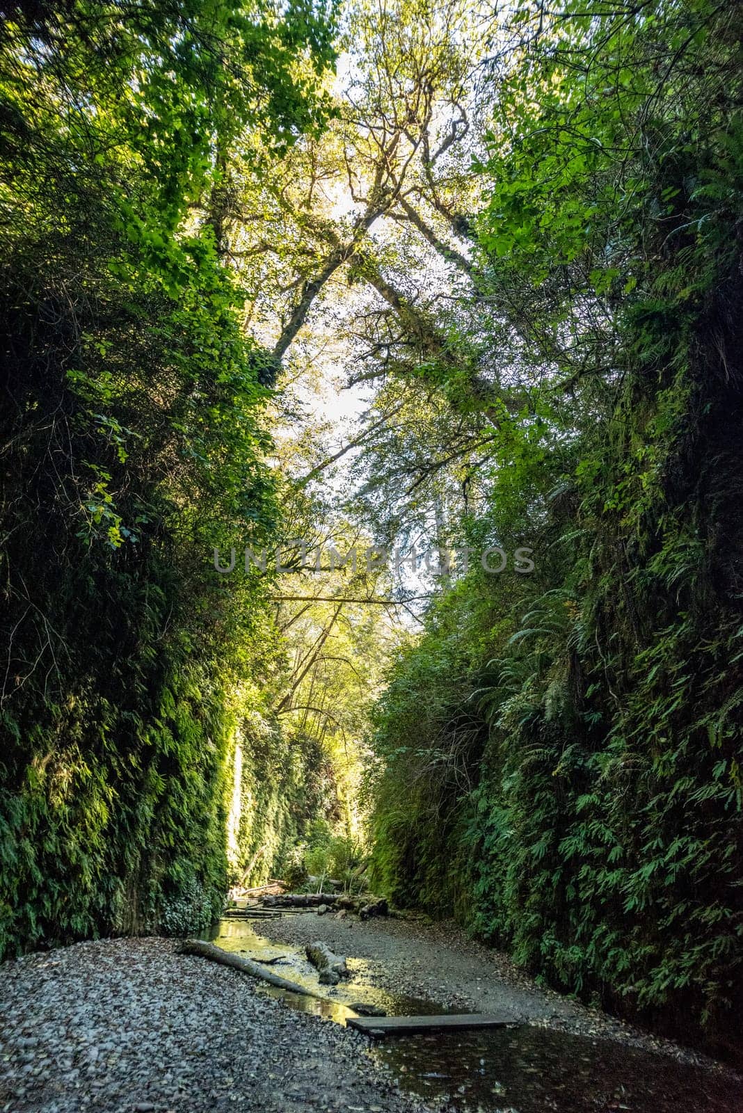 Beautiful Fern Canyon at the California west coast, Redwood National Park, USA