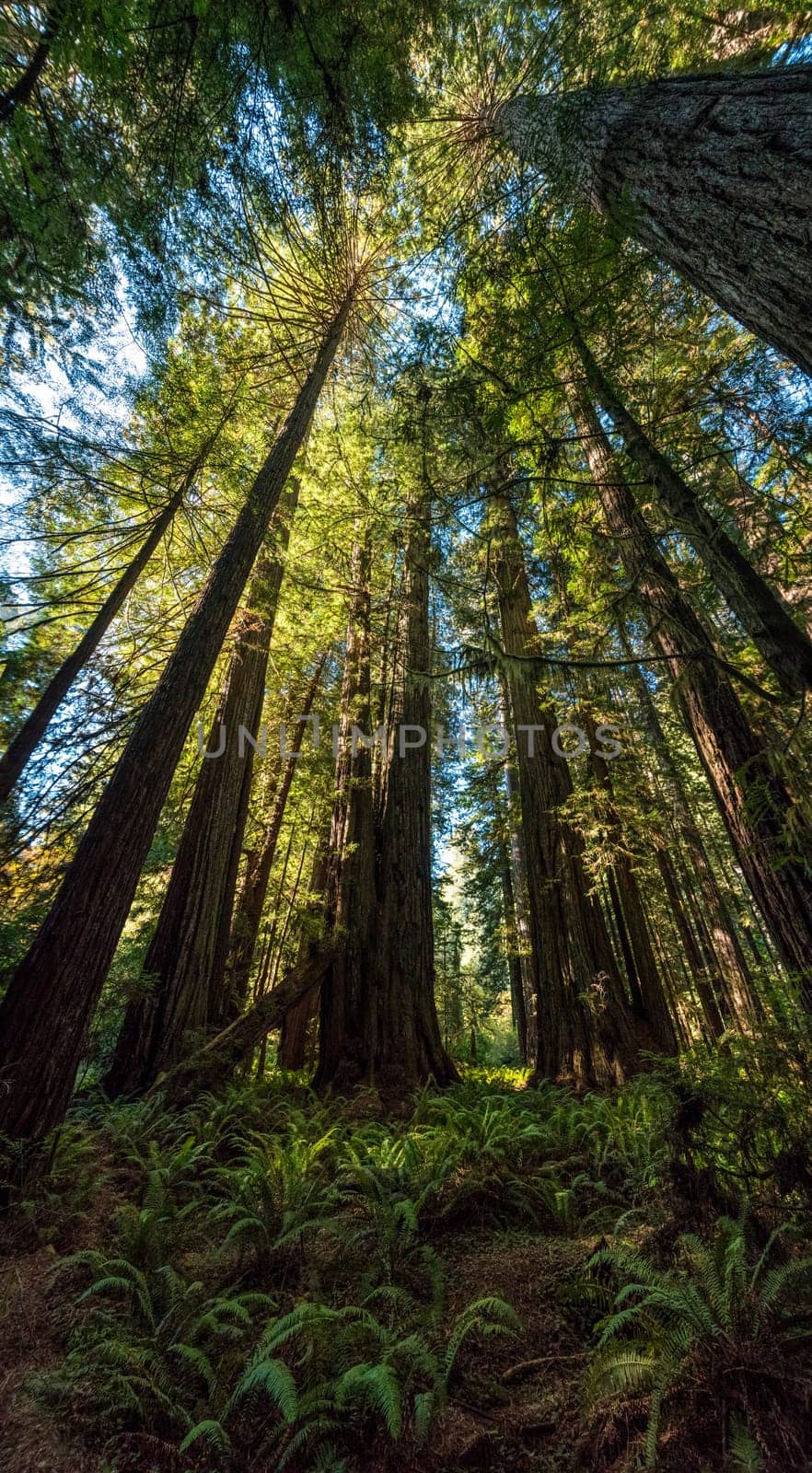 Hiking in between giant Sequoia trees in Redwood National Park, USA
