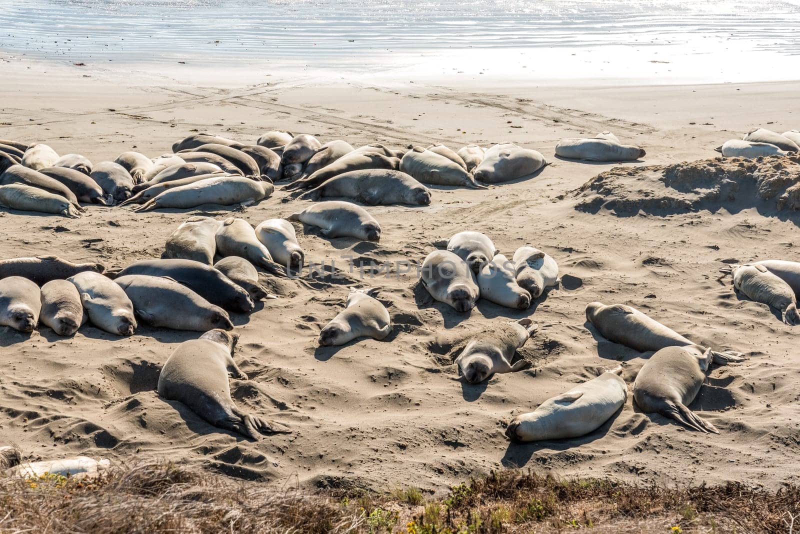 Sea lions resting on the beach at the Big Sur Hwy 1 in California, USA