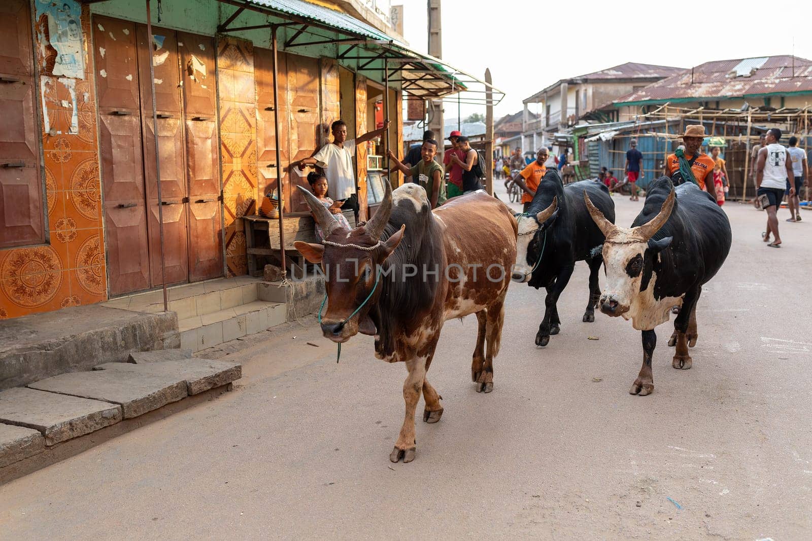 Miandrivazo, Madagascar - November 1st 2022: A daily scene of cattle being herded through the streets of the town Miandrivazo. Cattle are an important part of the economy and culture in Madagascar.