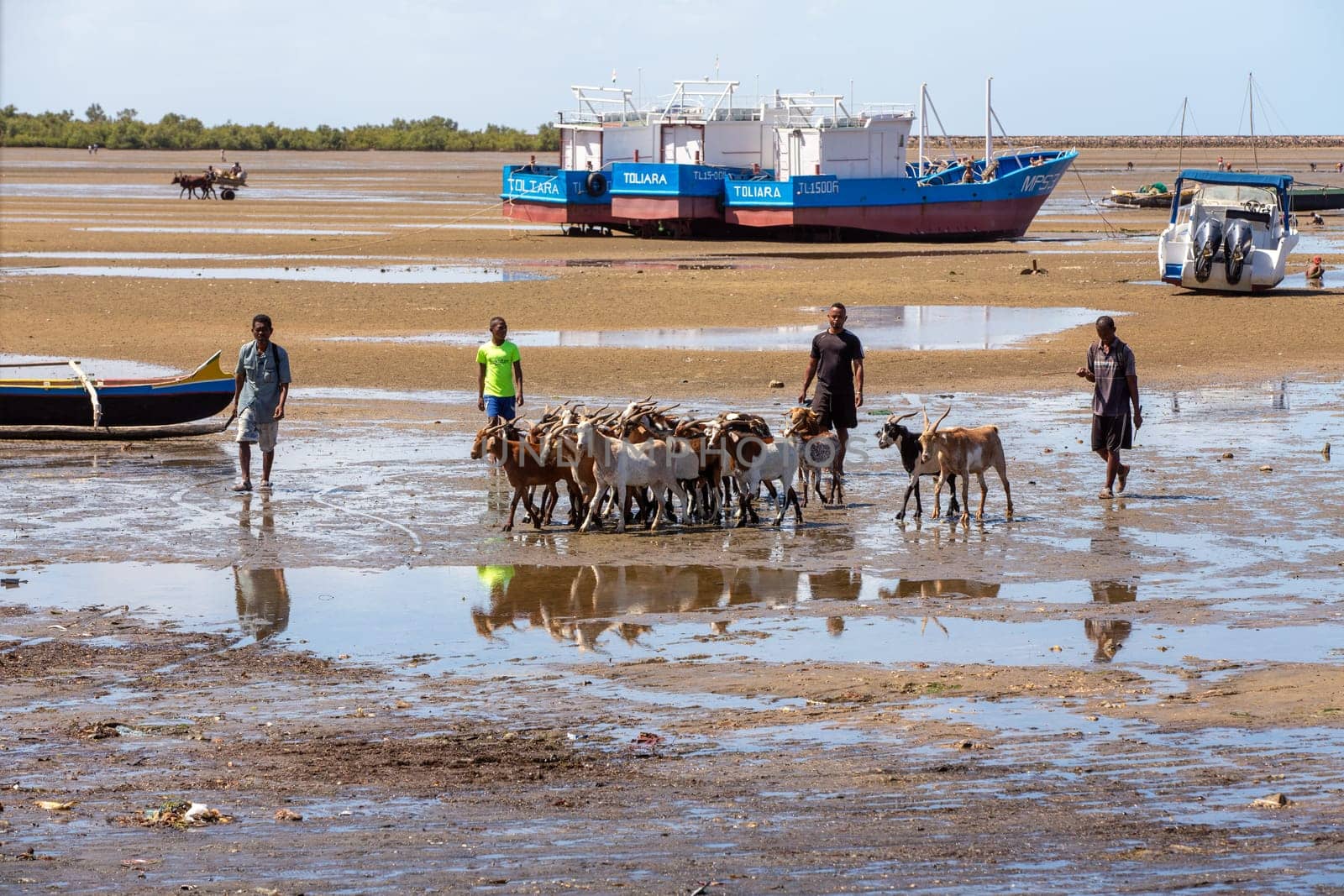 TOLIARA, MADAGASCAR - NOVEMBER 21 2022: A shepherd takes a shortcut and drives his flock of sheep in the port of Toliara, Madagascar at low tide.