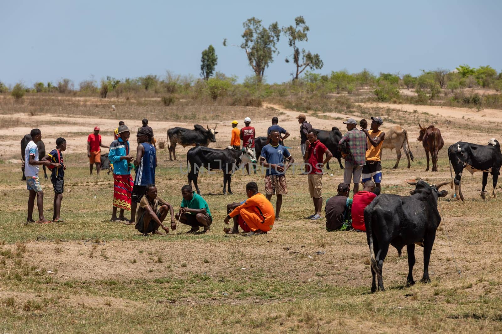 Belo Sur Tsiribihina, Madagascar - November 4th 2022: The Zebu market is a busy place where locals come to buy and sell livestock. Zebu are an important part of the culture and economy of Madagascar.