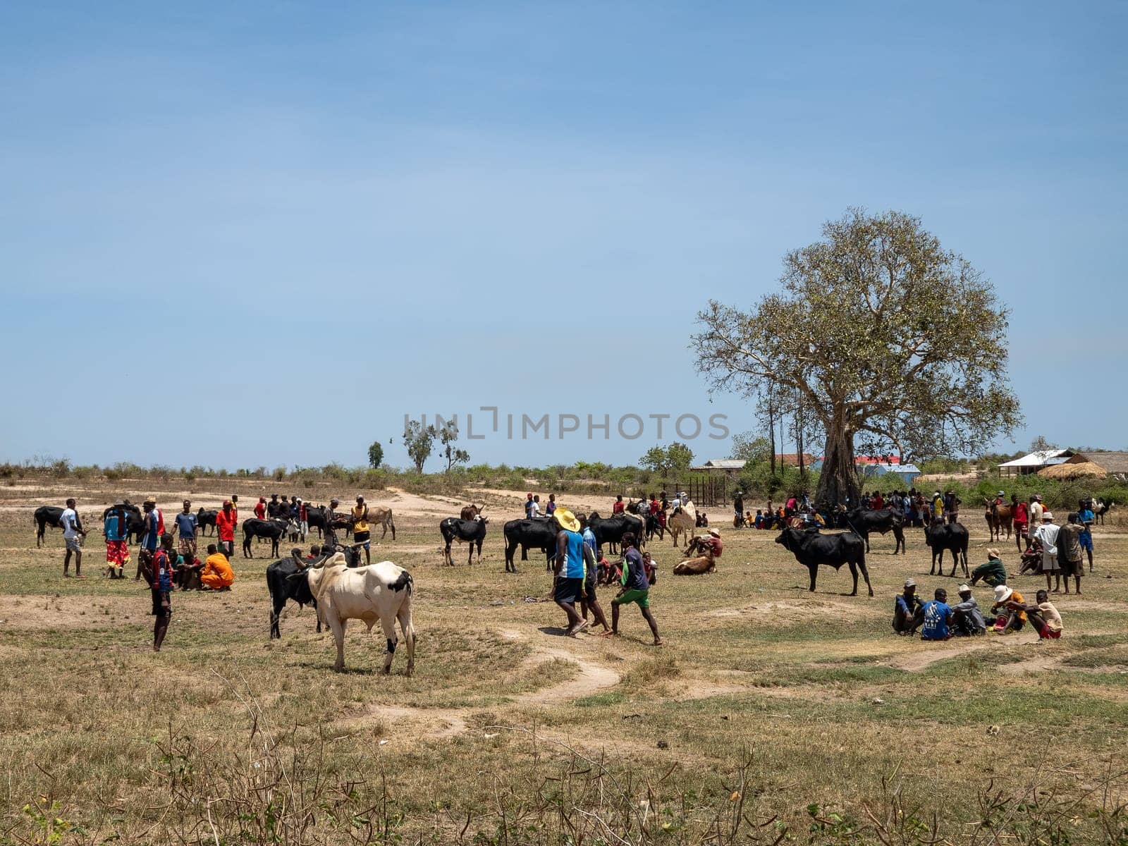Belo Sur Tsiribihina, Madagascar - November 4th 2022: The Zebu market is a busy place where locals come to buy and sell livestock. Zebu are an important part of the culture and economy of Madagascar.