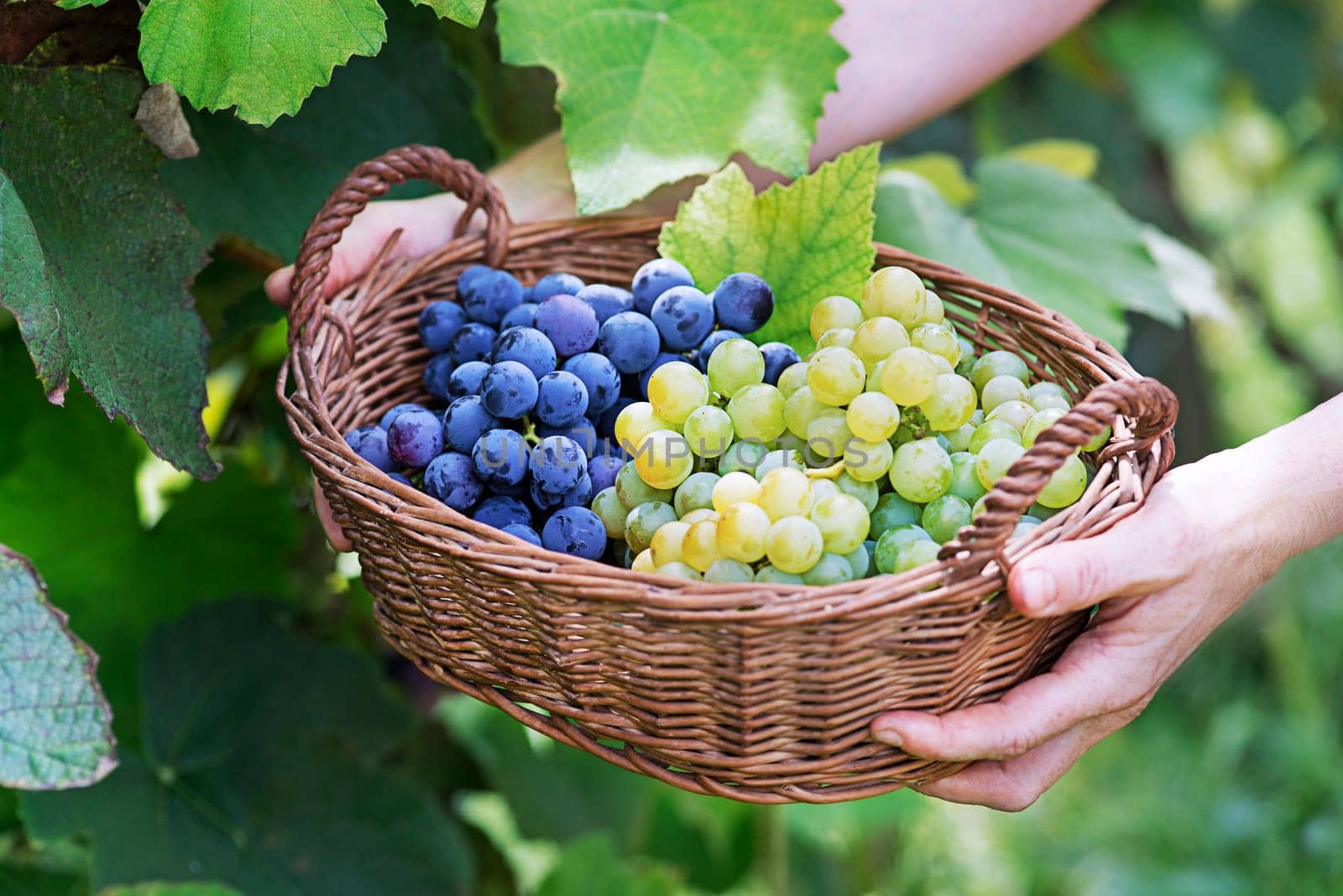 Grapes harvest. Farmers hands with freshly harvested black and white grapes in to basket.