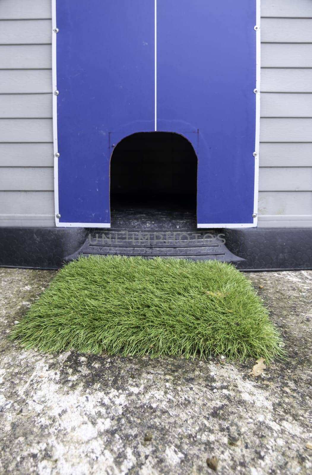 Detail of a house for a dog, pet and care of a domestic animal