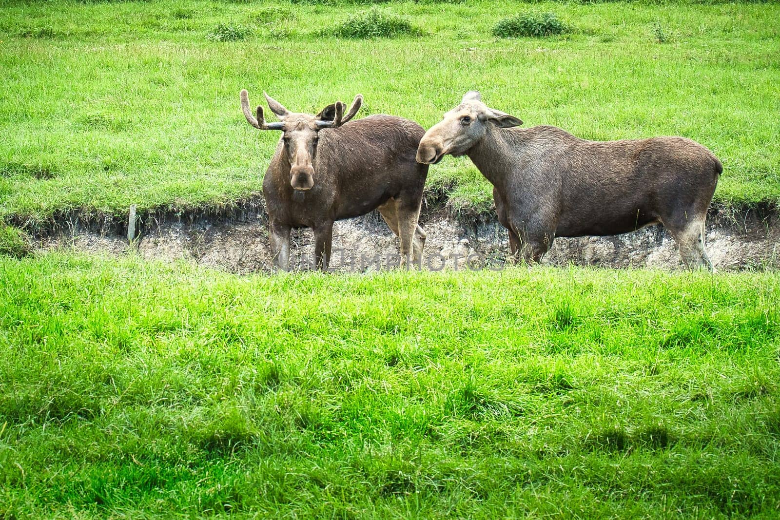 two moose in the moat on a green meadow in Scandinavia eating. King of the forests in Sweden. Largest mammal in Europe. Animal photo