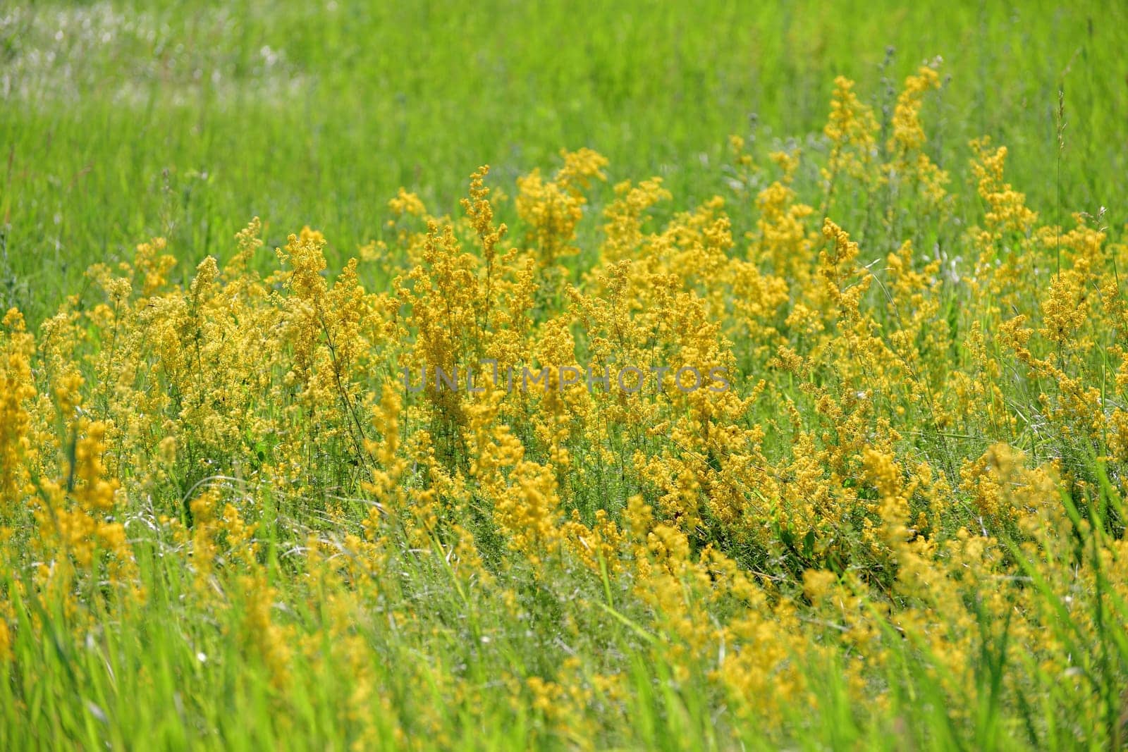 Bedstraw is a genus of annual, biennial and perennial herbaceous plants of Rubiaceae family.